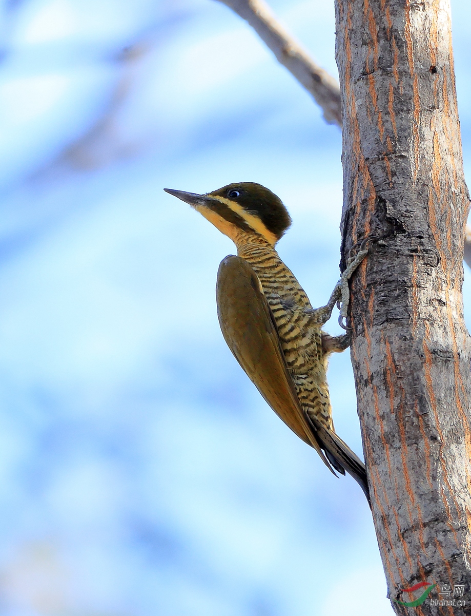 ������ľ��Golden-green Woodpecker.jpg