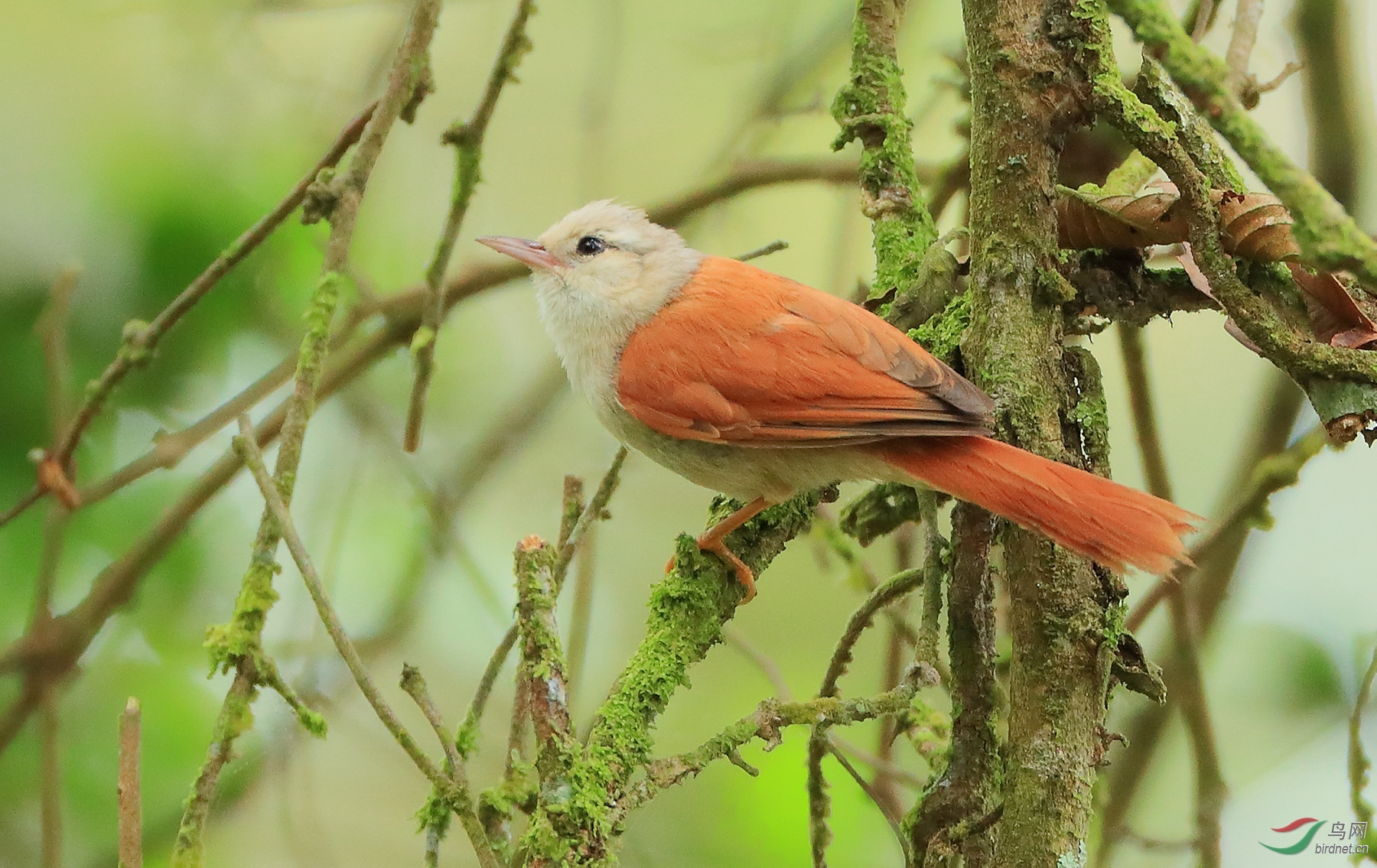��ͷ��βȸGray-headed Spinetail�����У�.jpg