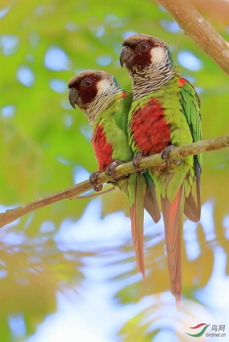 �����и�Gray-breasted Parakeet������ ��Σ��.jpg