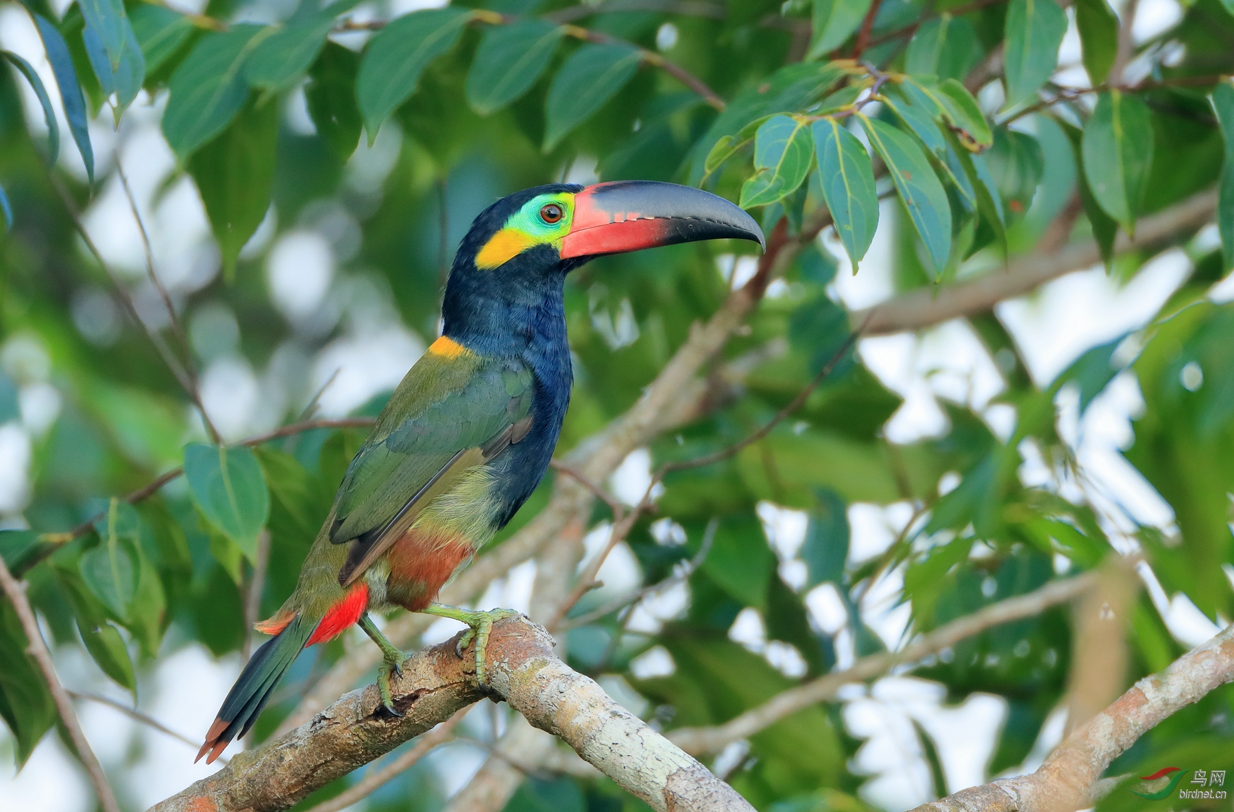 ������С������Guianan Toucanet.jpg