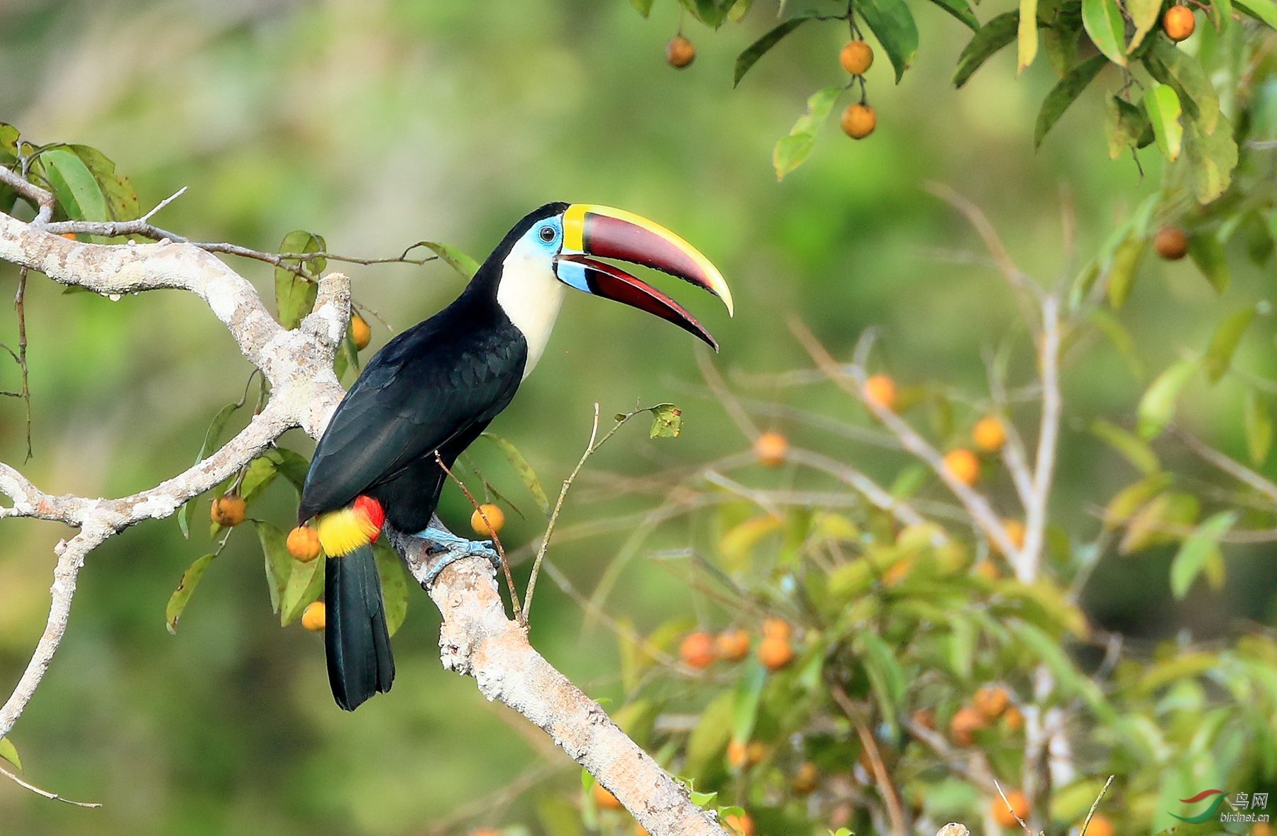 从大西洋雨林到亚马逊巴西北部拍鸟之旅祝贺老师佳作荣获每日一图