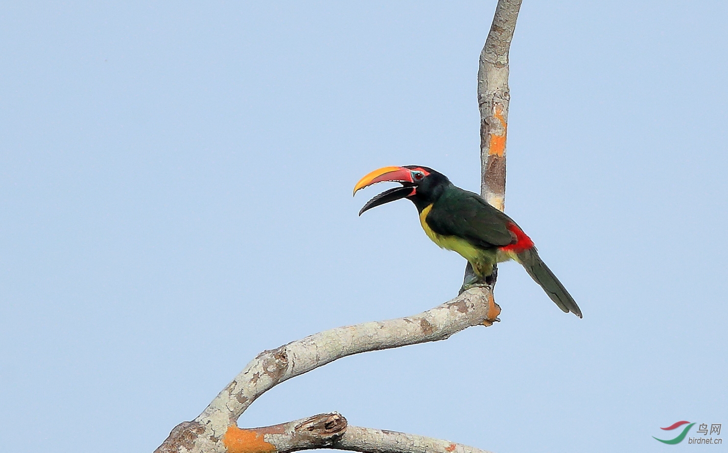 �̴��������Green Aracari.JPG