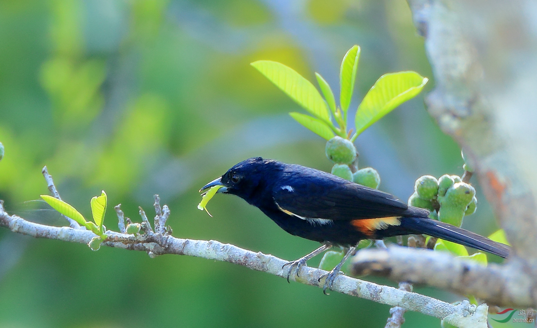 ���ƶ�������ȸFulvous-crested Tanager.jpg