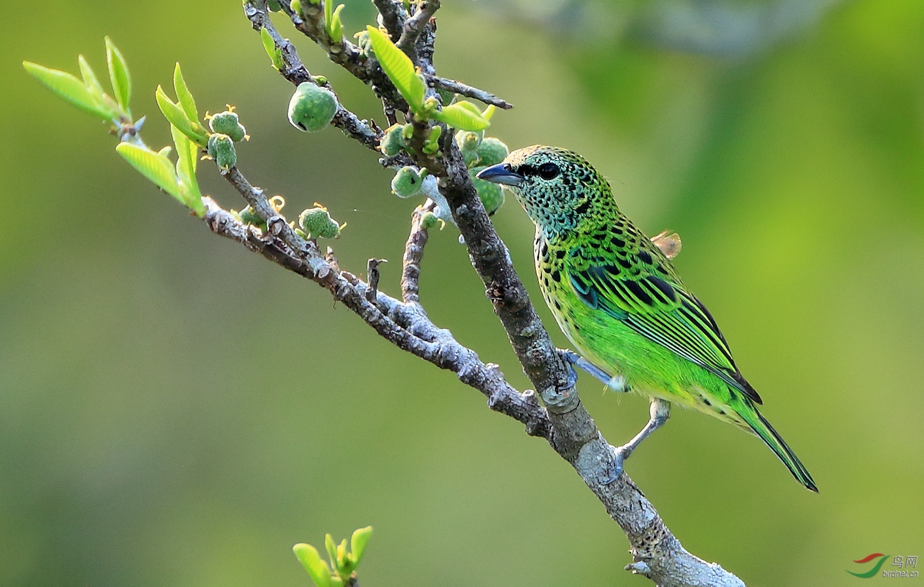 ������ȸSpotted Tanager.jpg