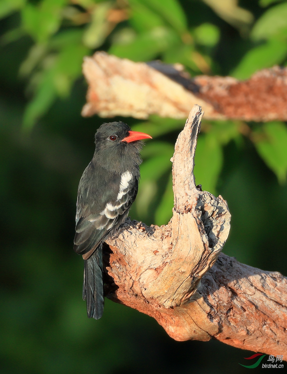 ����Black Nunbird.jpg