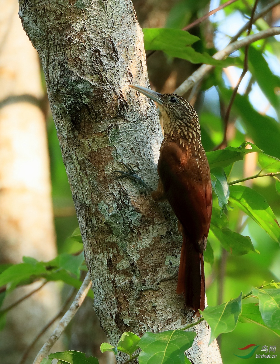 �ƺ���ȸBuff-throated Woodcreeper.jpg