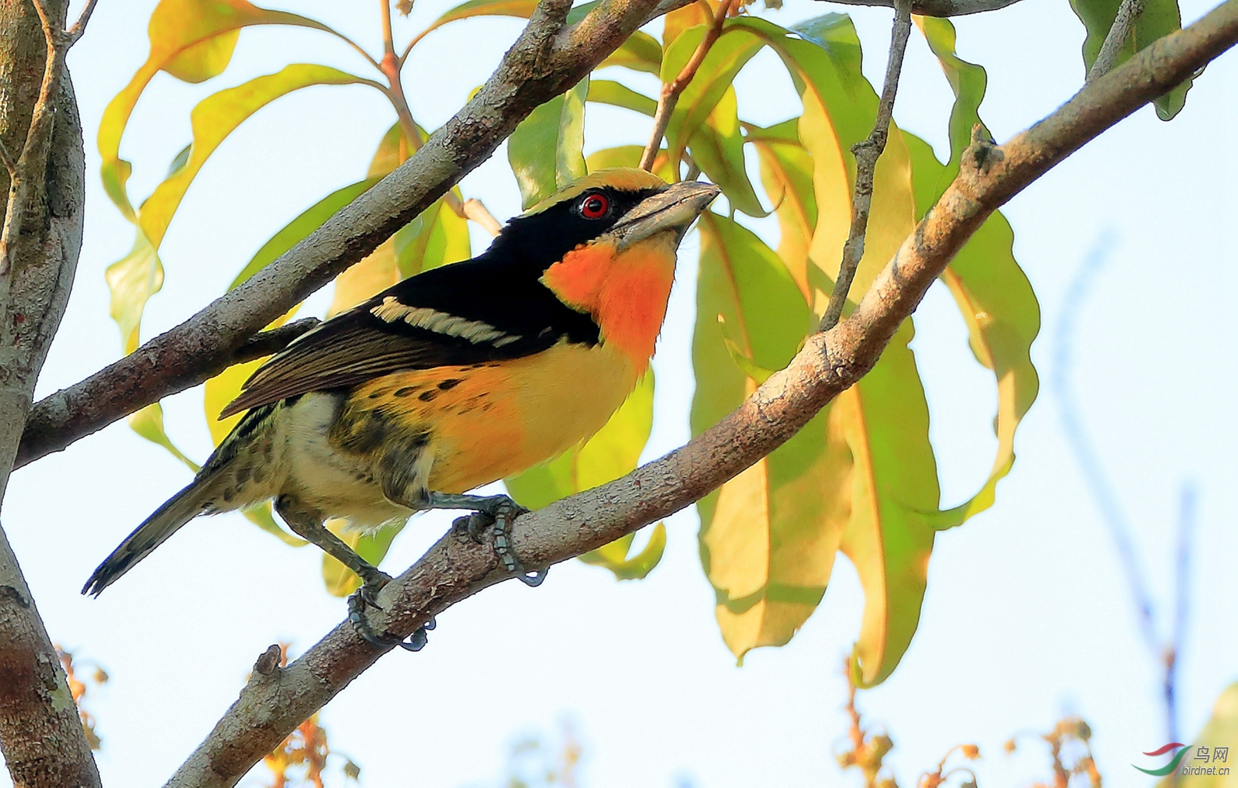 ��������Gilded Barbet.jpg
