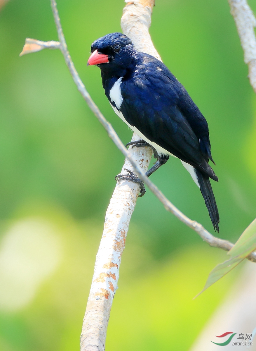 ��������ȸRed-billed Pied Tanager.jpg
