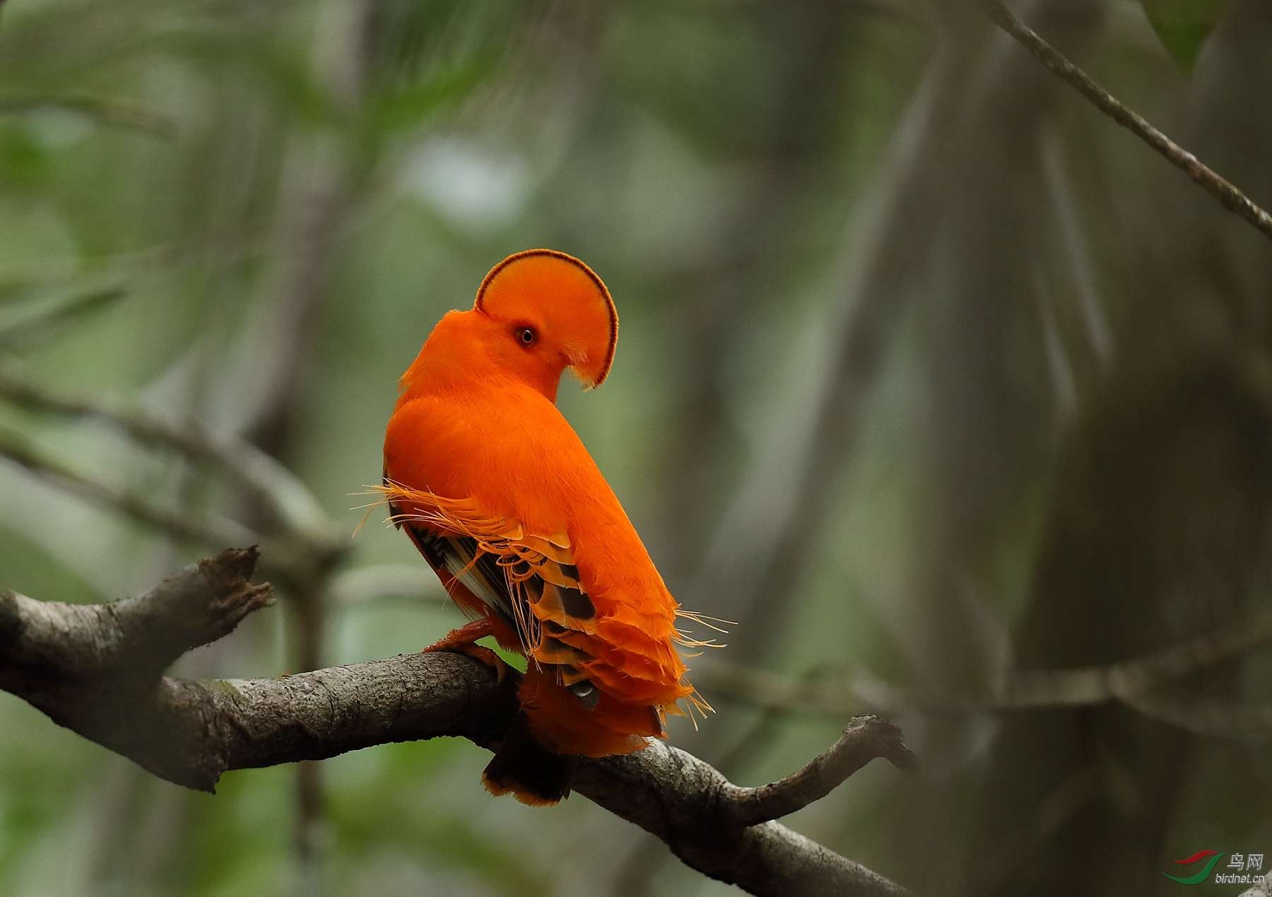 �����ǹ�ɡ��Guianan Cock-of-the-rock6.jpg
