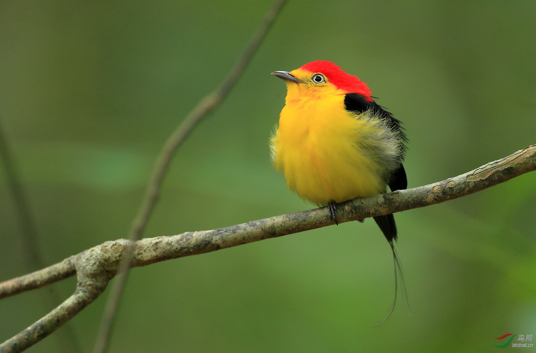 ��β���lWire-tailed Manakin.jpg