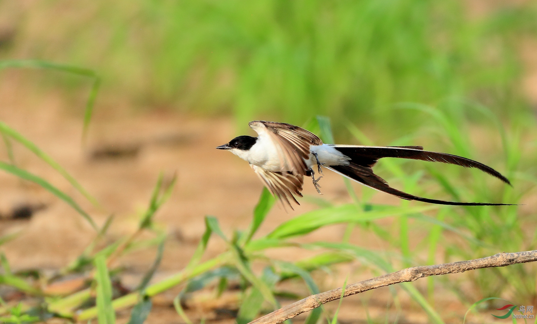 ��β�����lFork-tailed Flycatcher.jpg