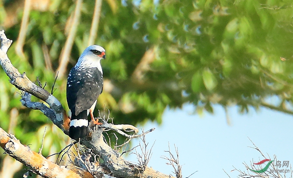 ���������Black-faced Hawk.JPG