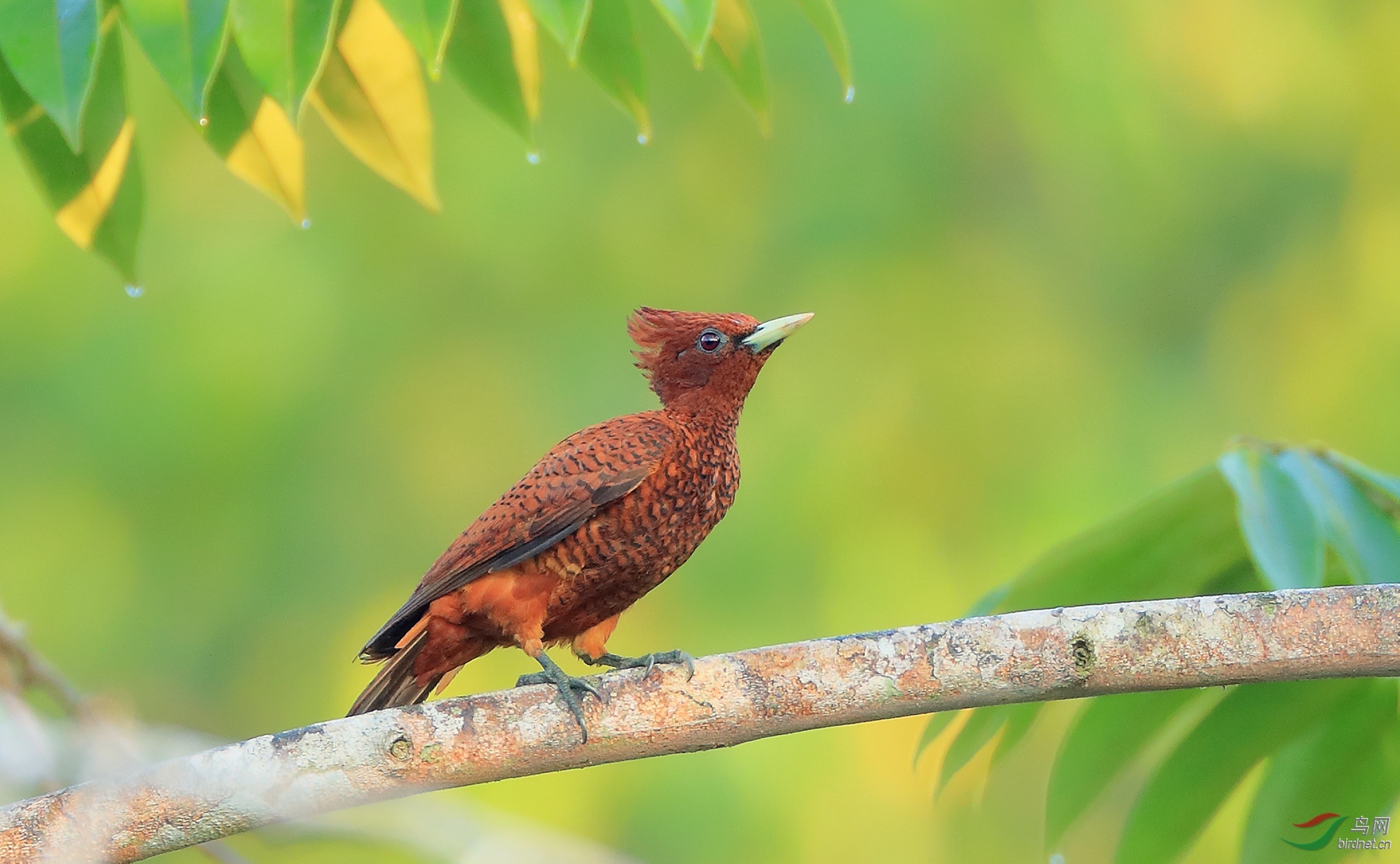 ������ľ��Scale-breasted Woodpecker.jpg