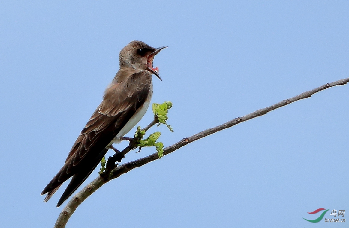 ��������Brown-chested Martin.jpg