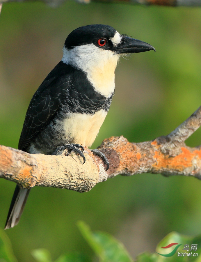 �׾���ͷ��Guianan Puffbird.jpg