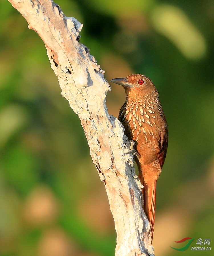 �����ȸCinnamon-throated Woodcreeper.jpg