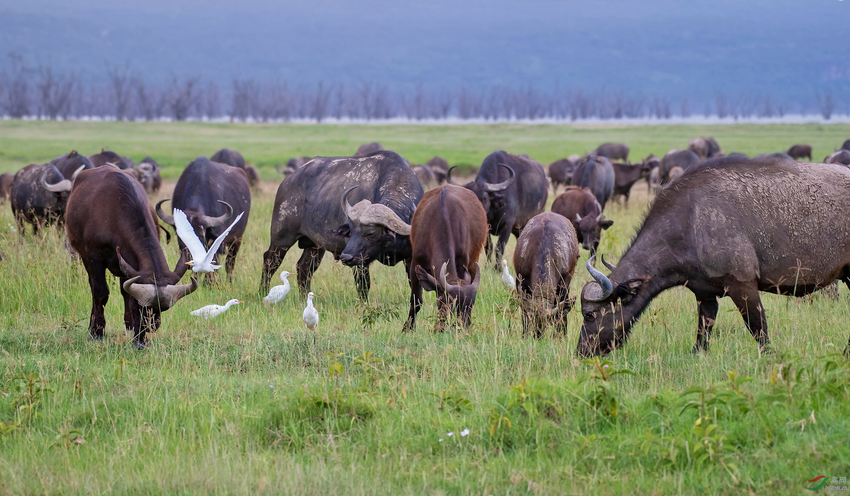 非洲草原上的野牛群