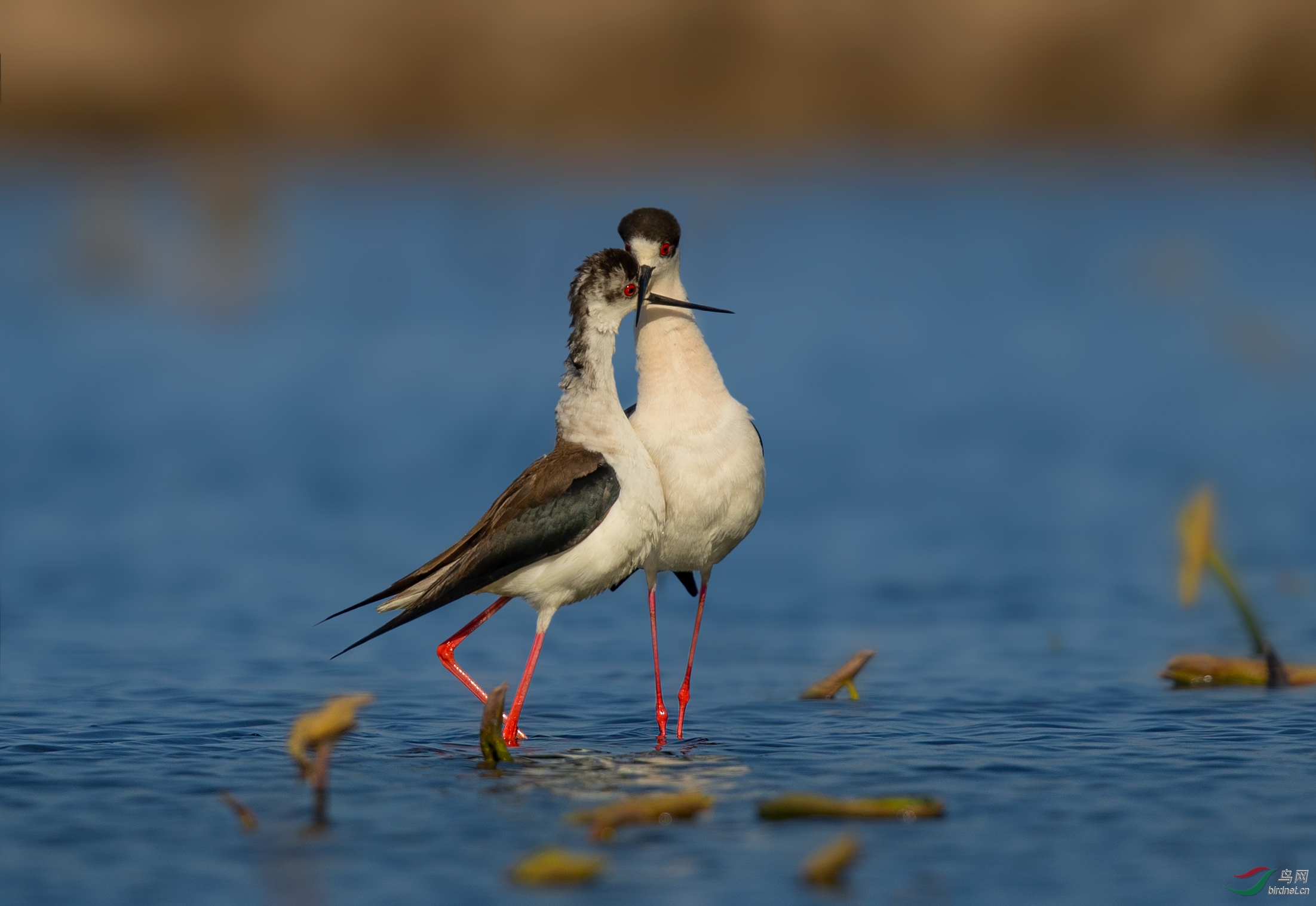 [水鸟] 亲亲热热--黑翅长脚鹬