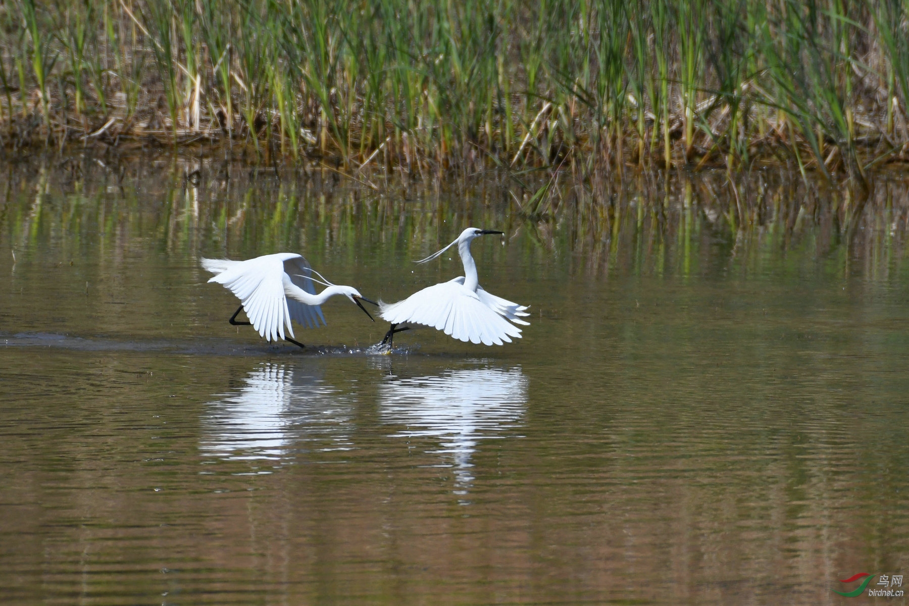 DSC_1533.JPG