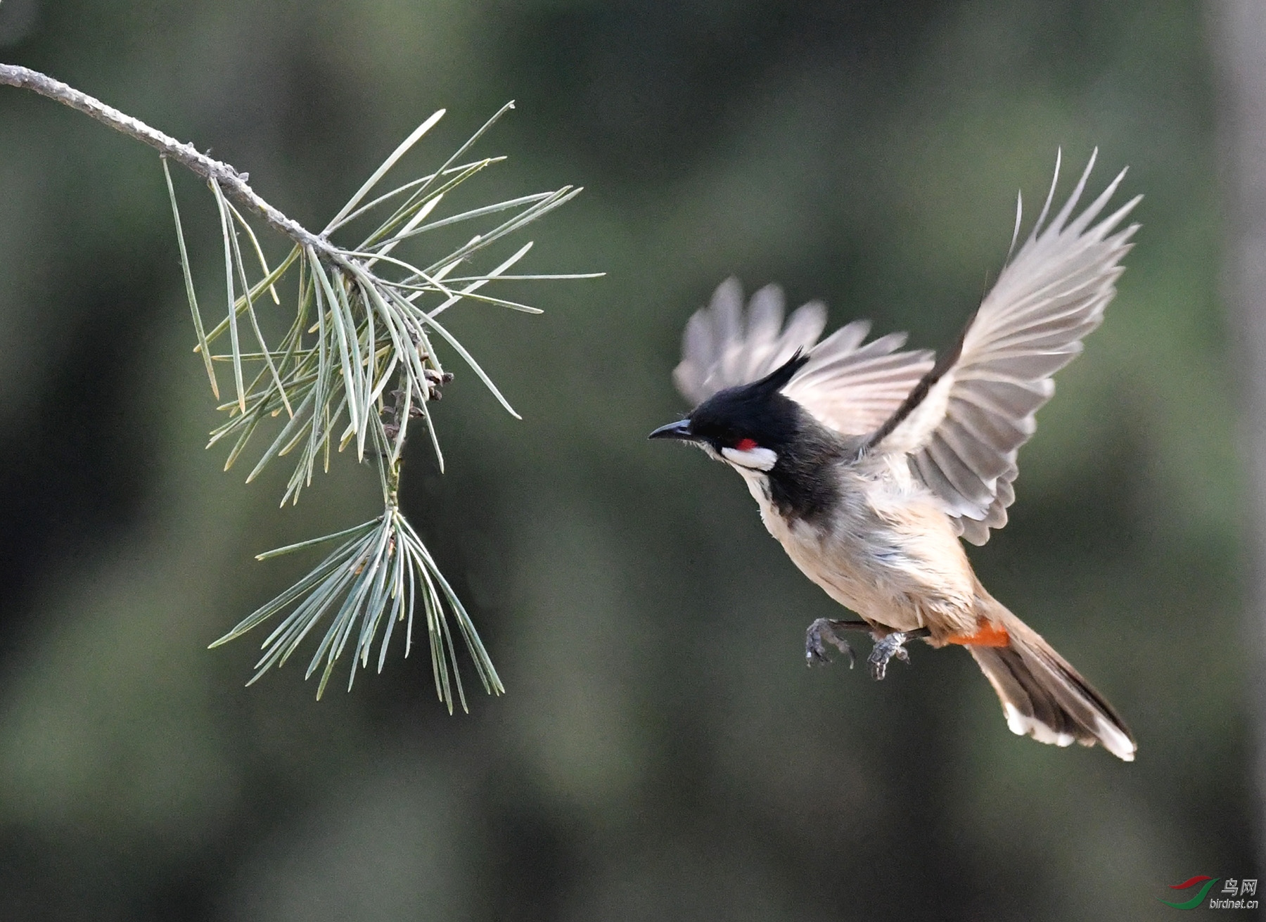 ������Ӱ 3906����.jpg