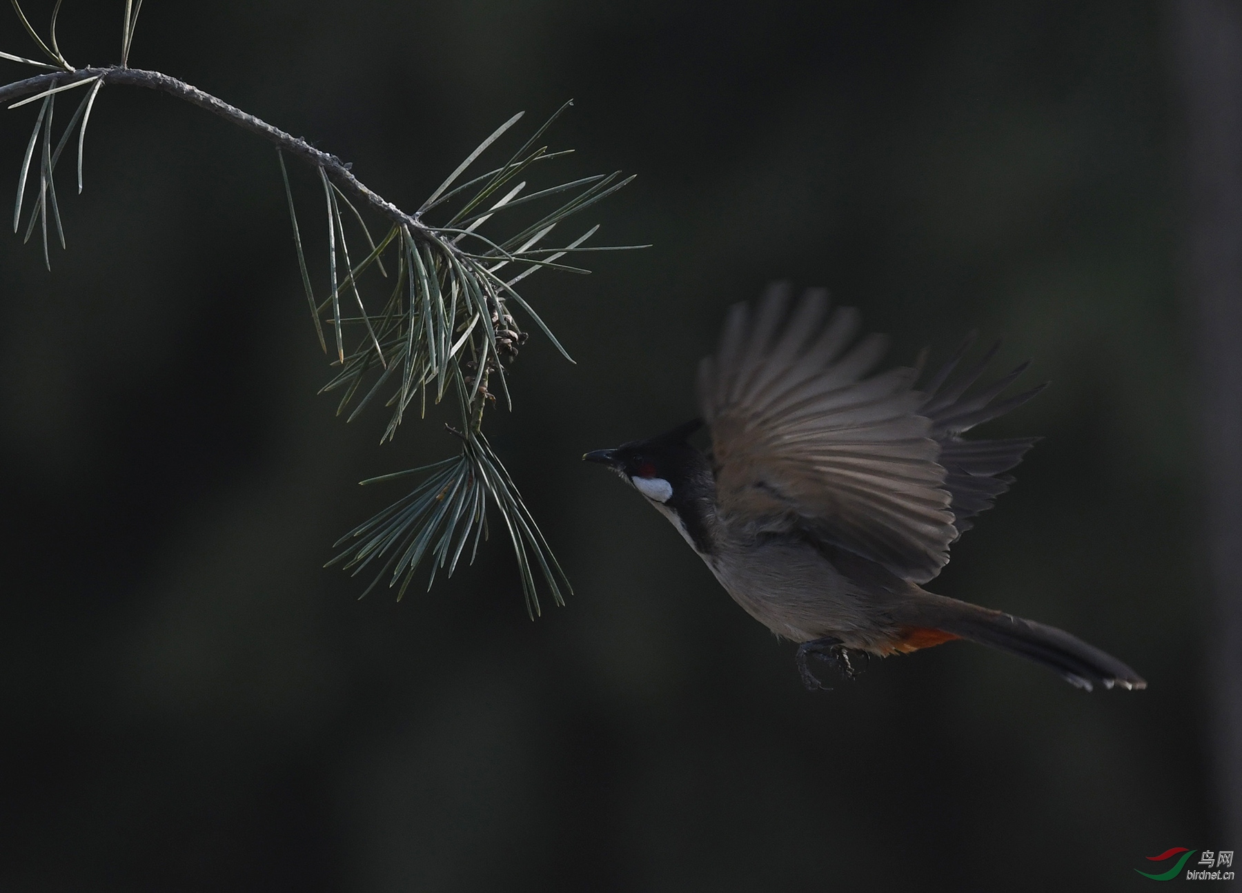 ������Ӱ 3873����.jpg