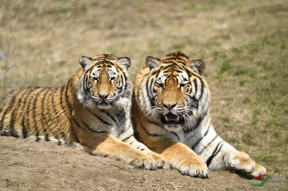 两只老虎