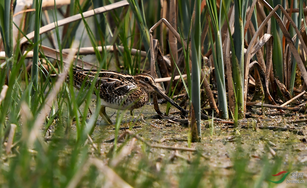 DSC_0317 ����.jpg