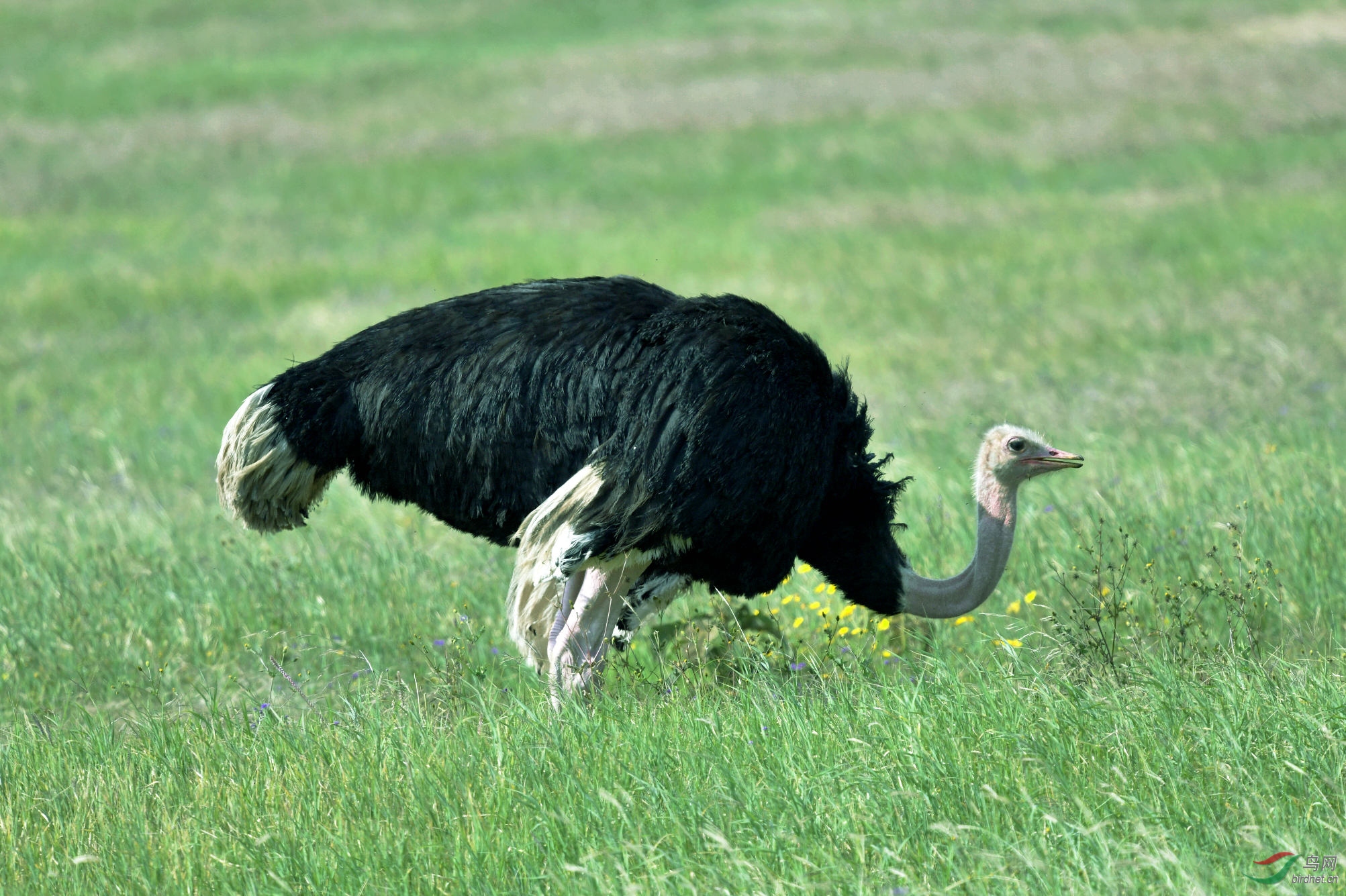 非洲驼鸟公