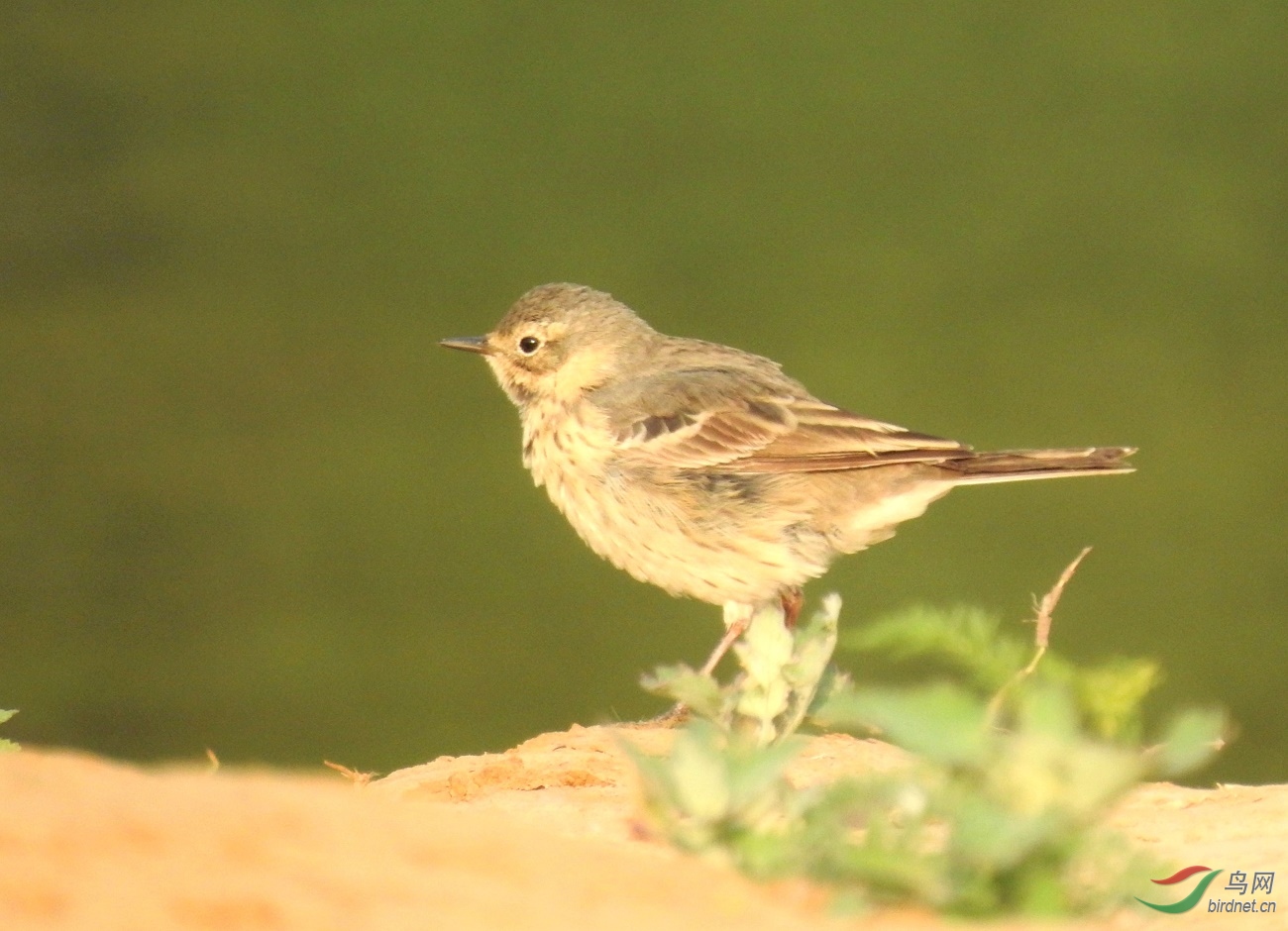 请教是同一种鹨吗