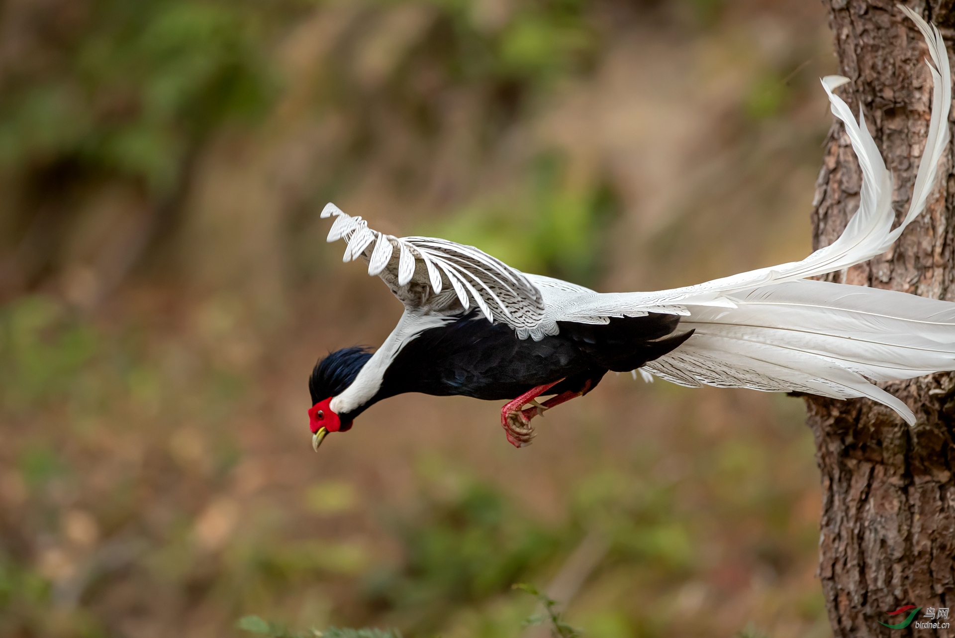 白鹇荣获本版佳作