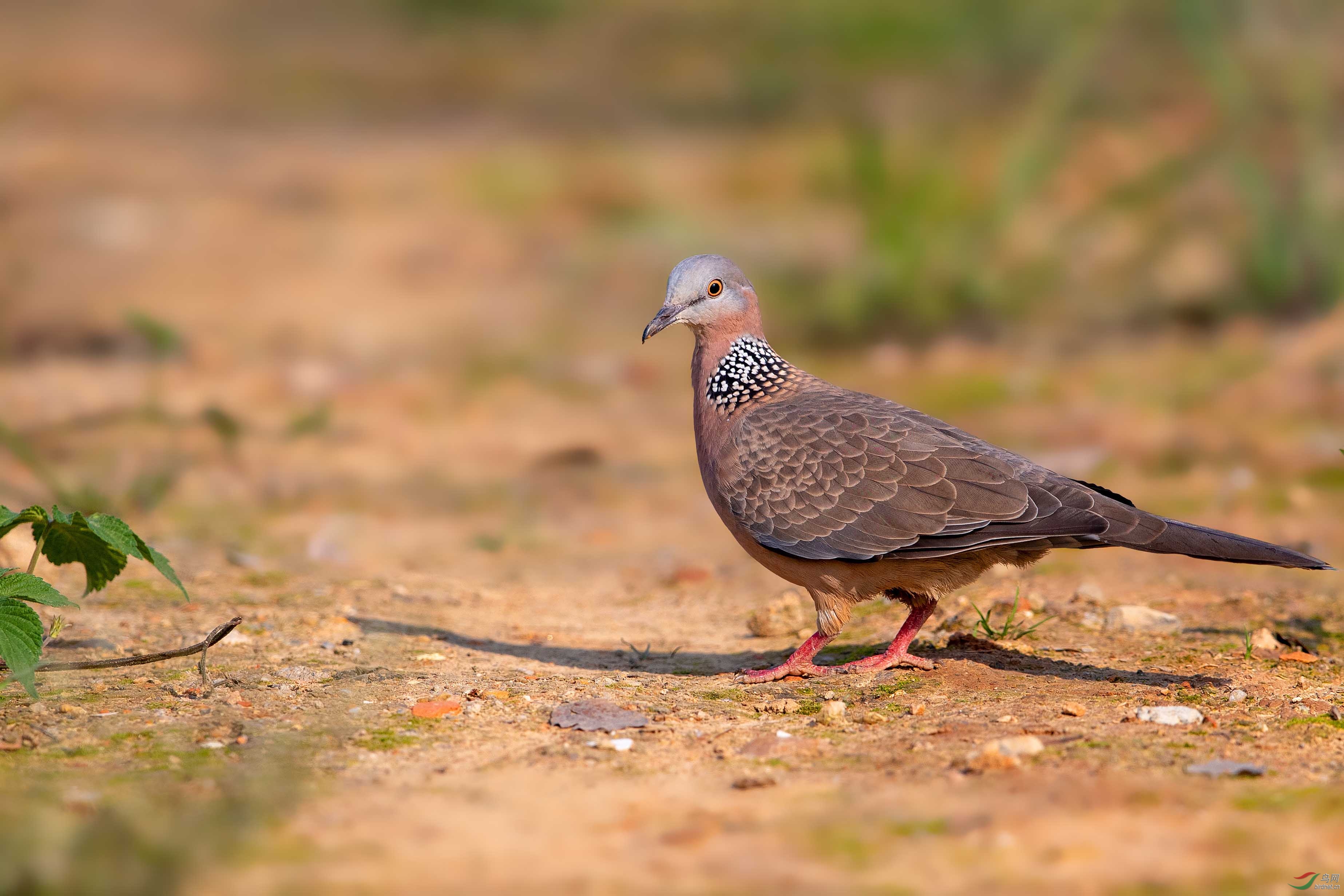 珠頸斑鳩