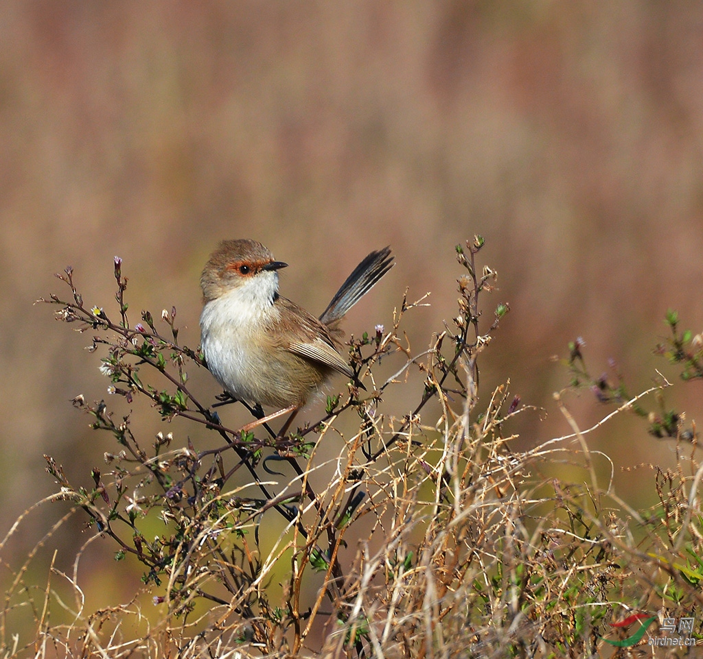 DSC_6661.JPG