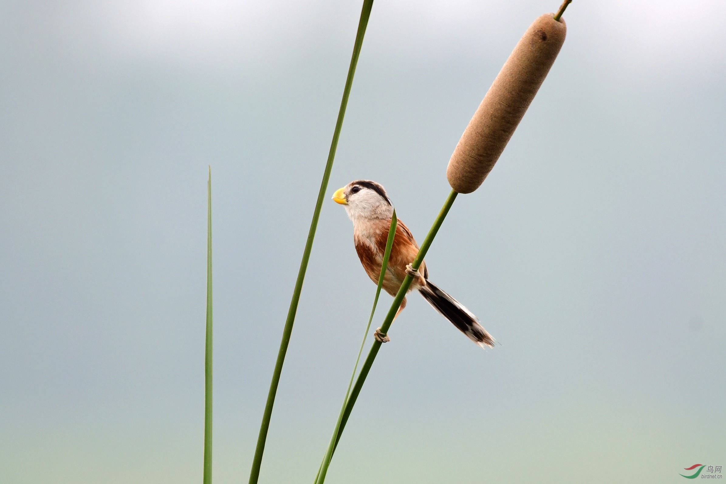 ���������� 237.JPG