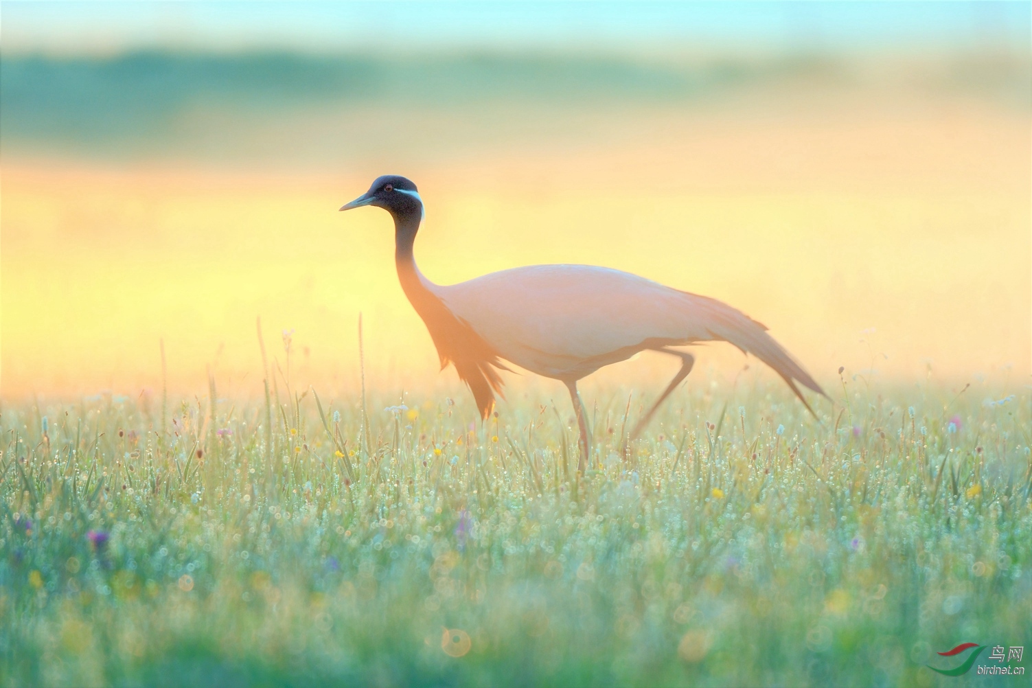 ����� ����.JPG