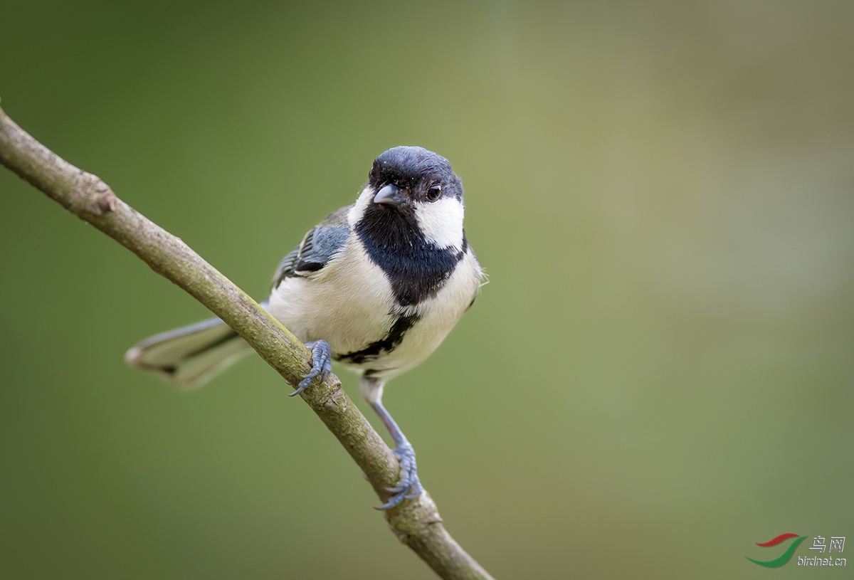 С���---��ɽȸ