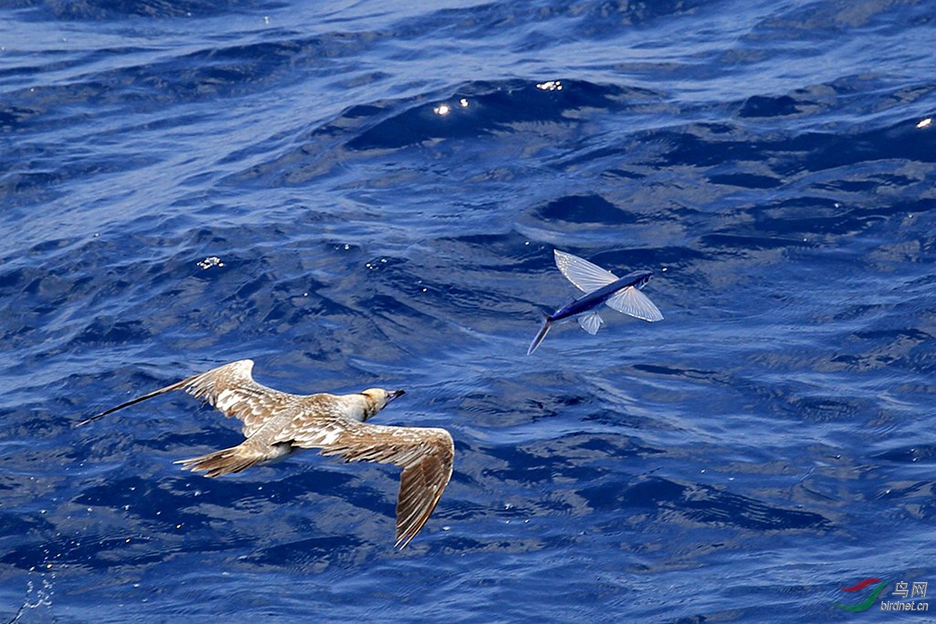 鲣鸟捕捉飞鱼