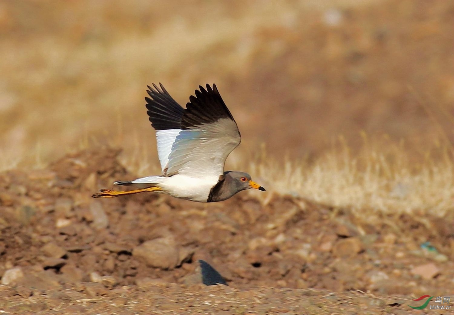 AK2Y5694_1500.jpg