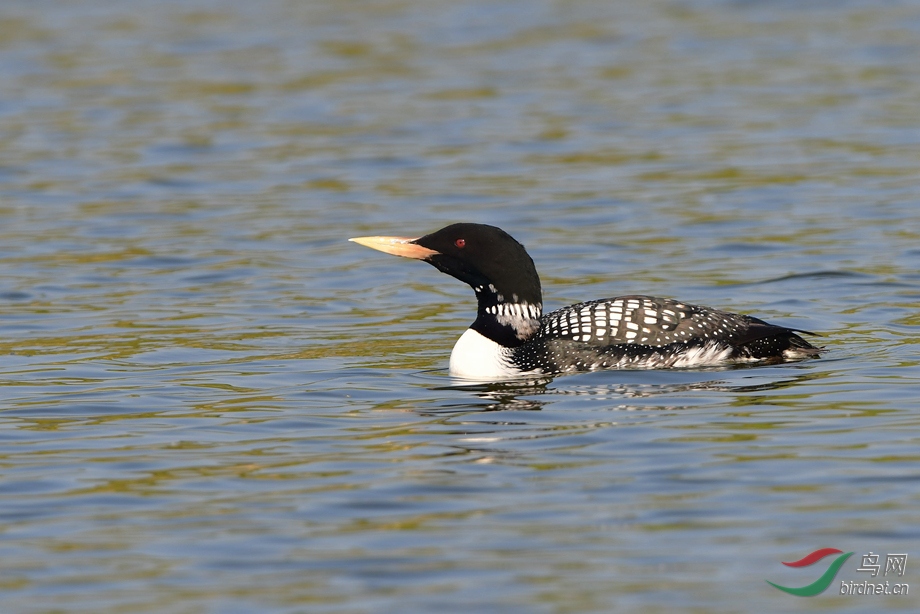 罕见的黄嘴潜鸟光临青岛