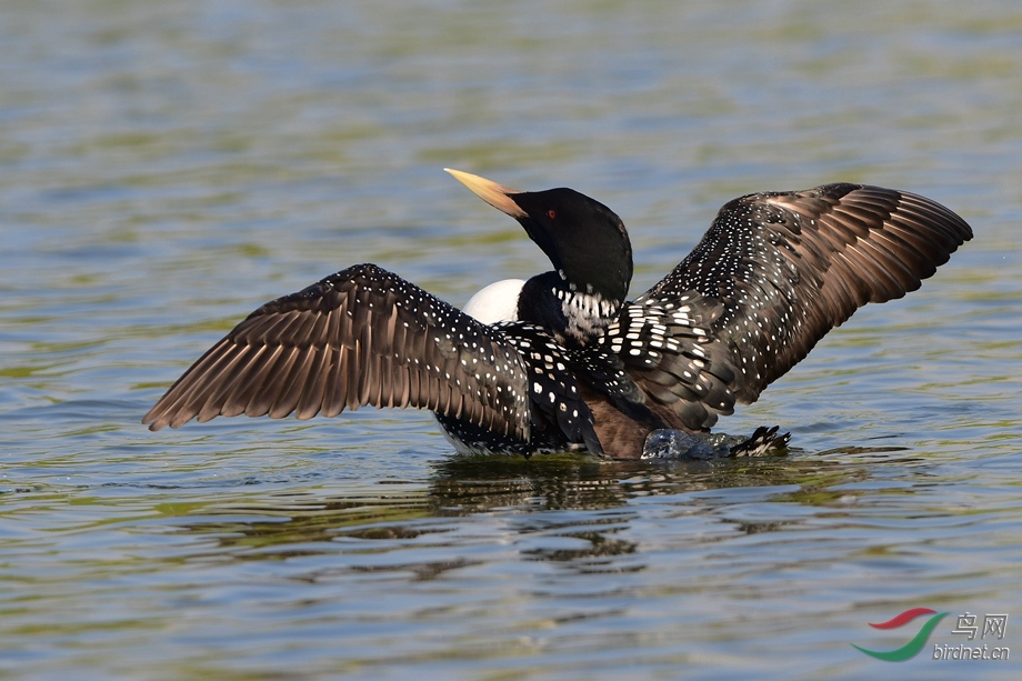 罕见的黄嘴潜鸟光临青岛