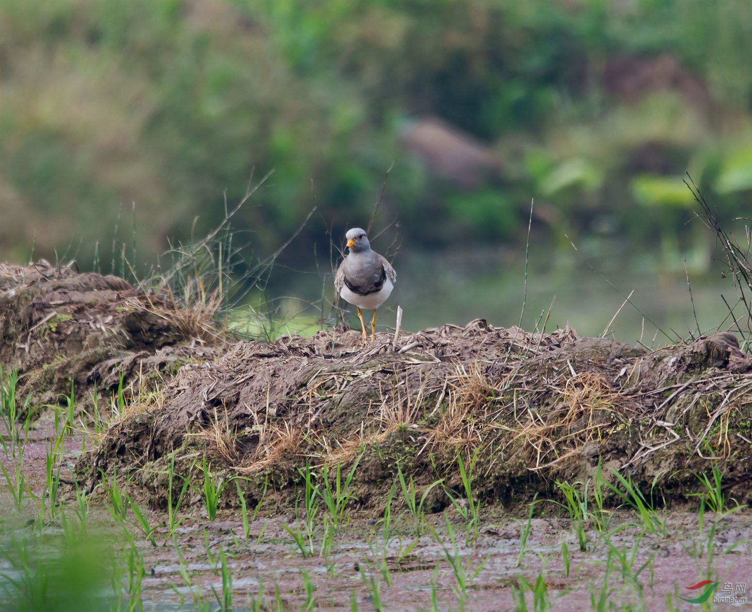 DSC_2894.jpg