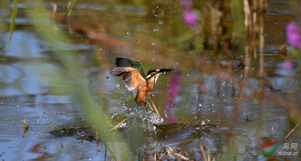 DSC_6459_����.jpg