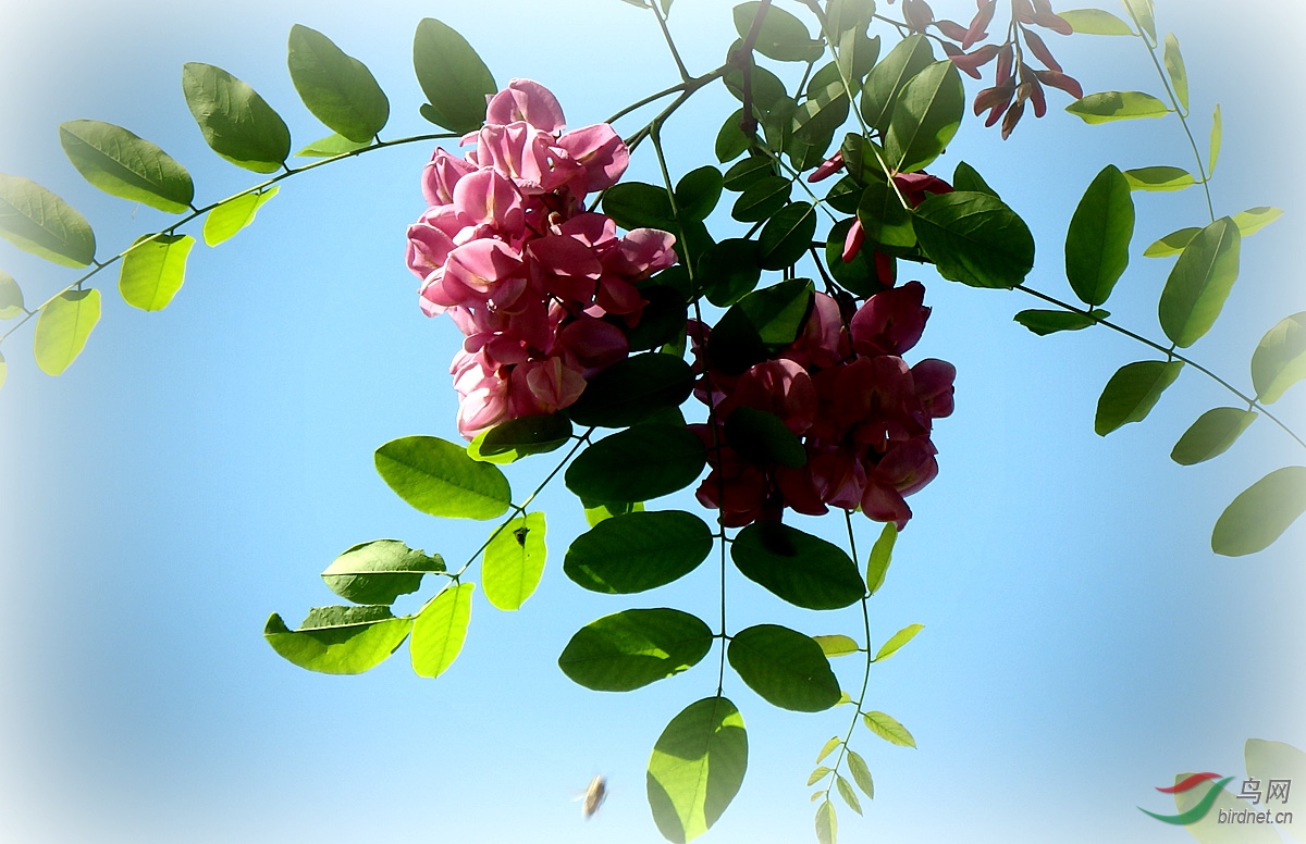 红槐花