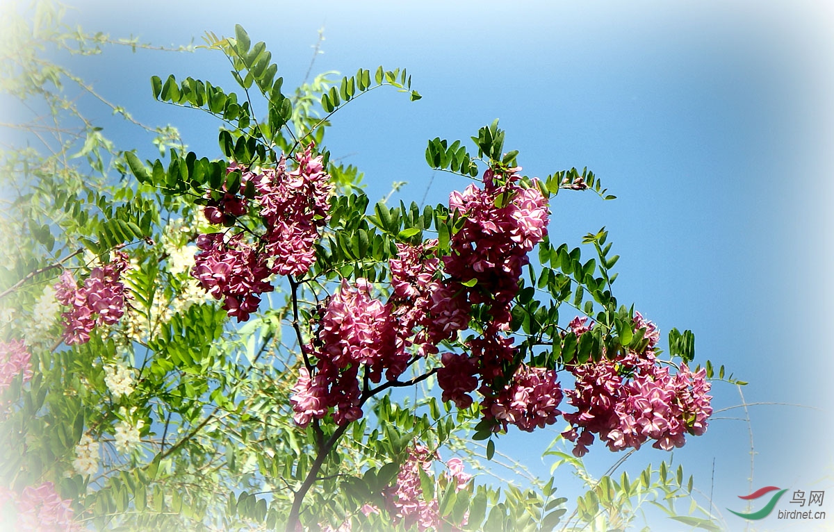 红槐花