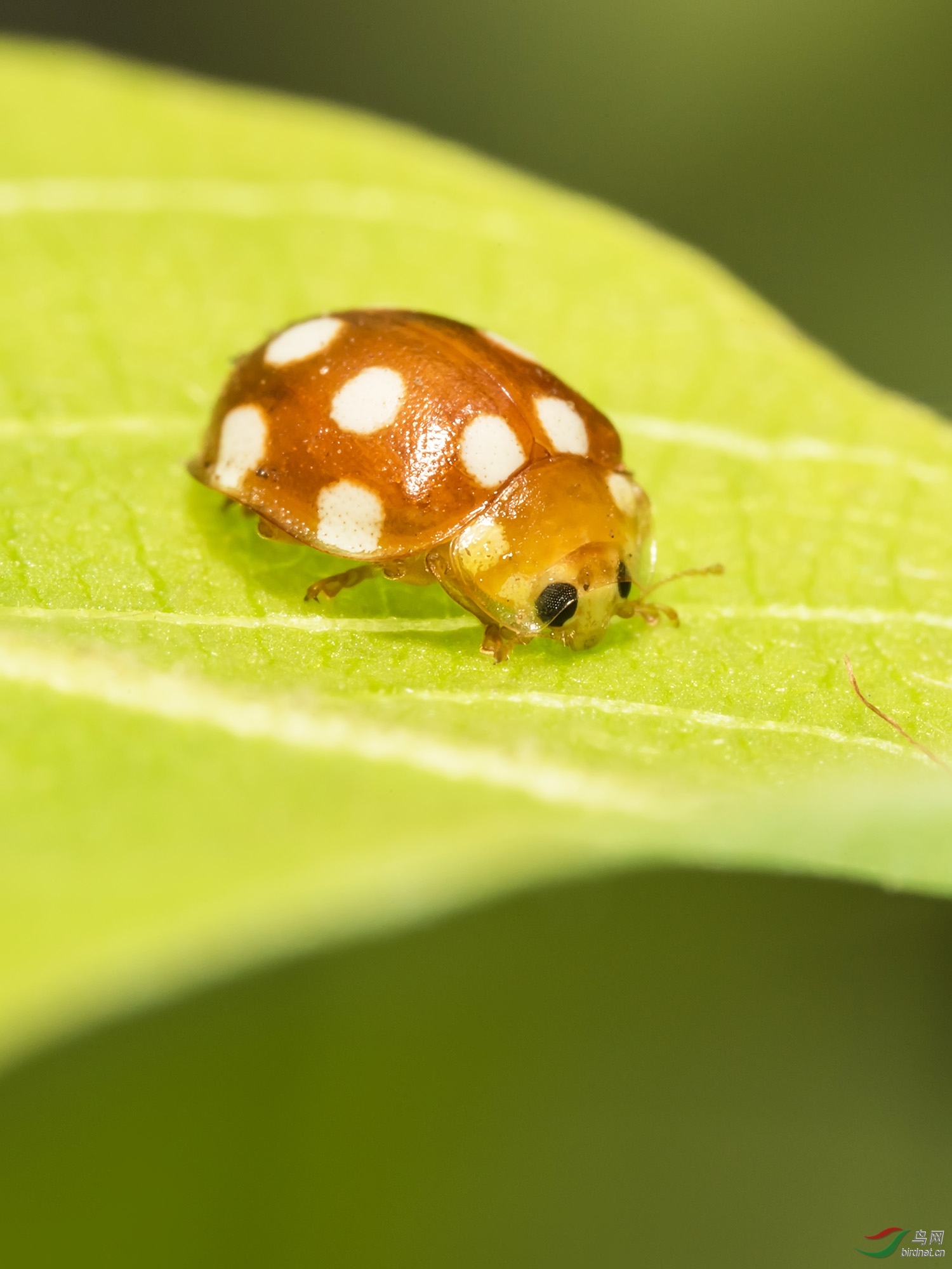 DSC_7012-x - ����.jpg