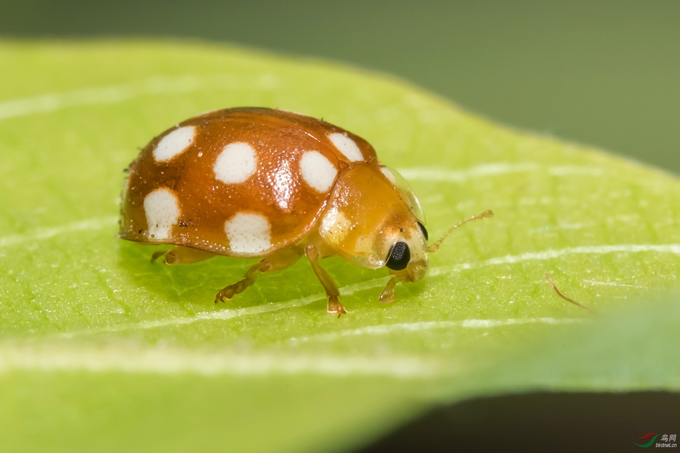 戴面罩的小甲虫