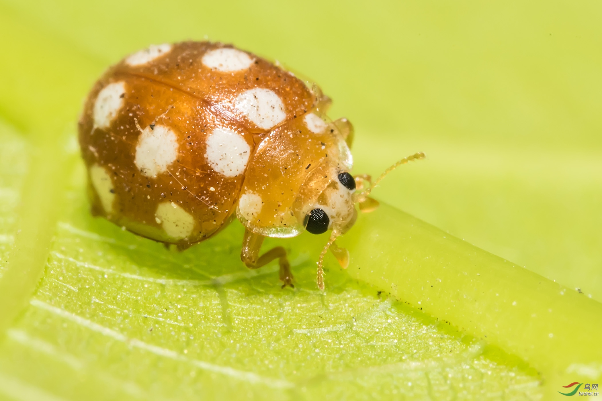 戴面罩的小甲虫