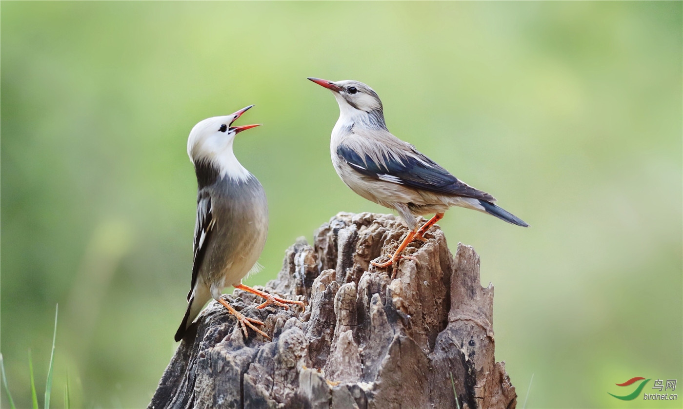 莺歌燕语!娓娓动听!