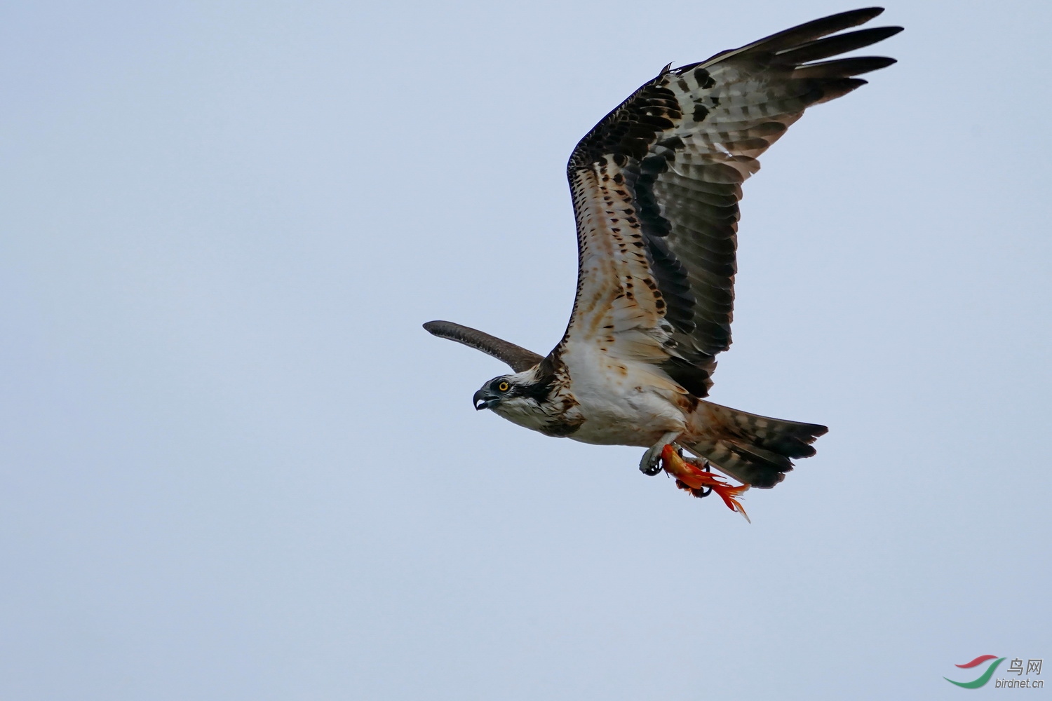 A DSC01484_������С.JPG