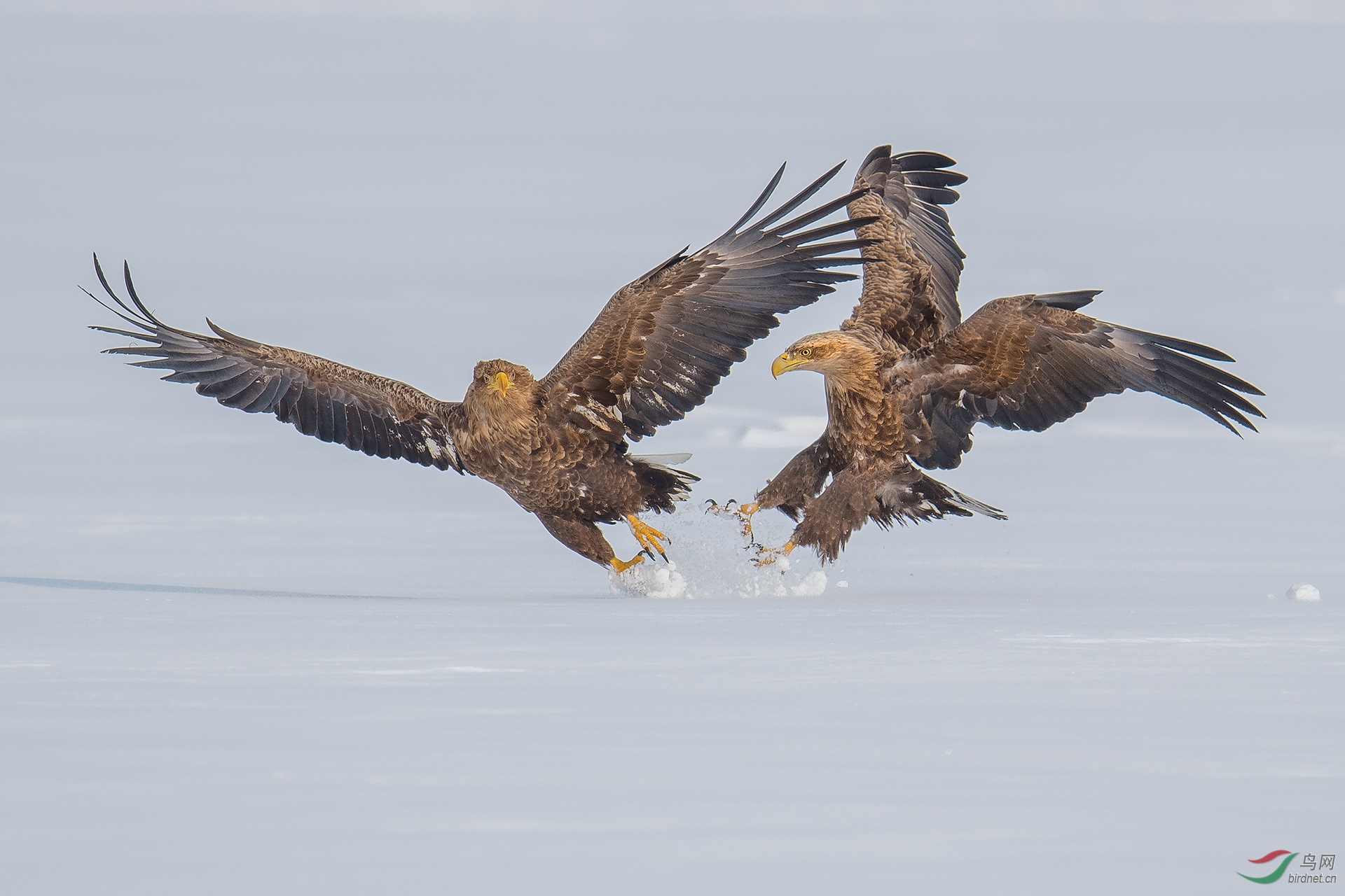 DSC_0616-500K (2).jpg