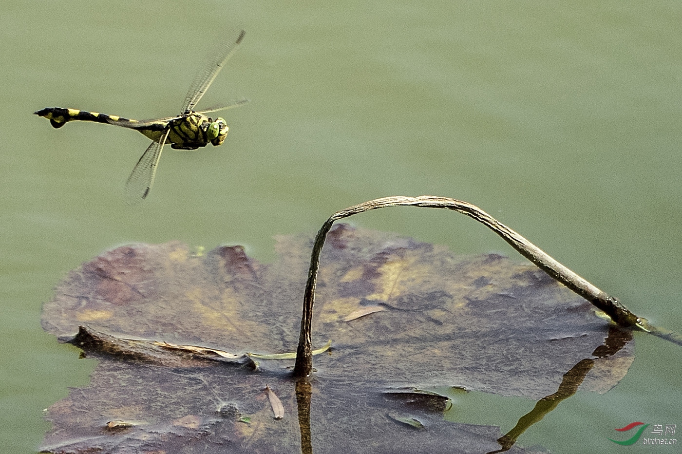 _D4S5283_19890a1.jpg
